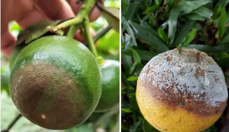 Hình 3. Dấu hiệu của bệnh thối xanh