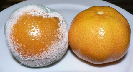 Hình 4. Nấm Penicillium gây hại trên quả quýt