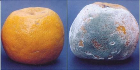 Hình 5. Các bào tử nấm phát triển rất nhanh khi ở nhiệt độ thích hợp