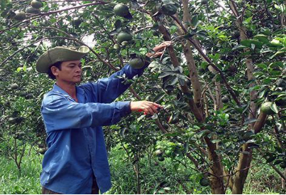 Hình 7. Tiến hành cắt tỉa tạo độ thông thoáng, hạn chế dịch bệnh