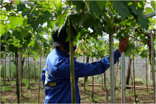 Hình 5. Thăm vườn kiểm dịch