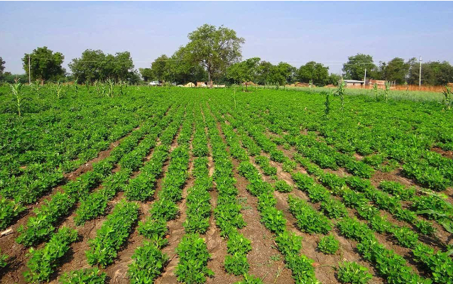 Hình 1. Ruộng lạc