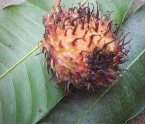 Hình 1: Thối trái chôm chôm 