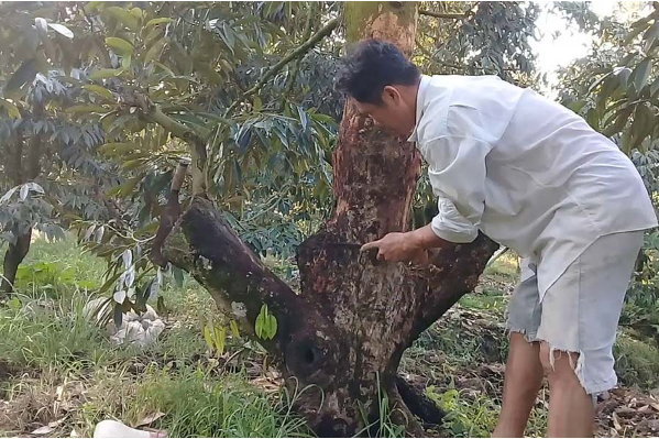 Hình 3: Cạo vết bệnh trên cây sầu riêng 