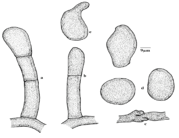 Hình 2. Hình dạng bào tử nấm Oidium hevea