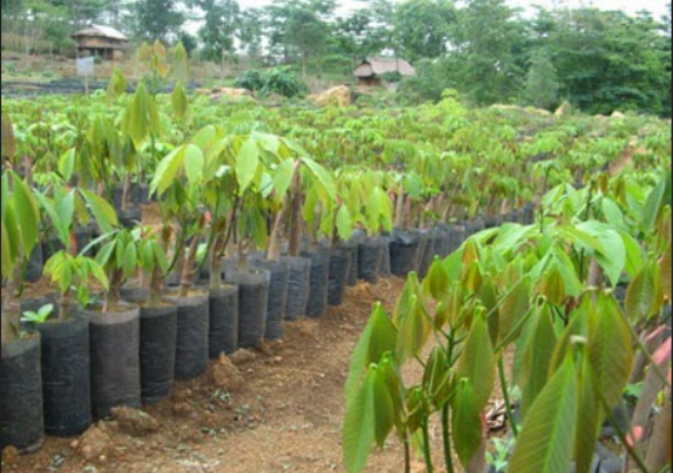 Hình 3. Chọn giống