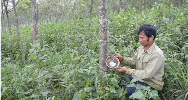 Hình 5. Thăm ruộng kiểm dịch