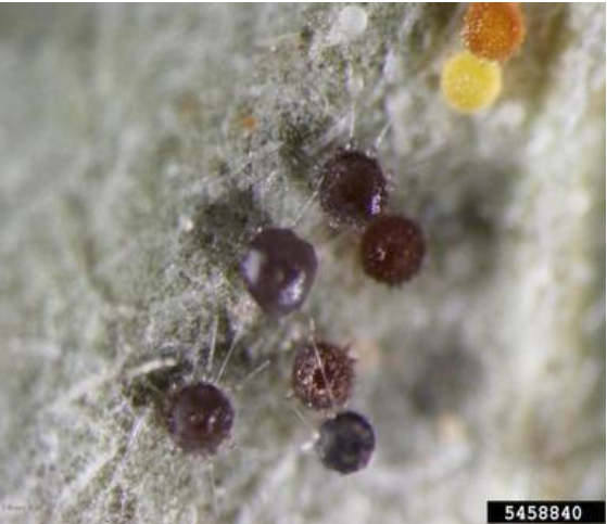 Hình 2: Nấm gây bệnh Phyllactinia Moricola Sawada