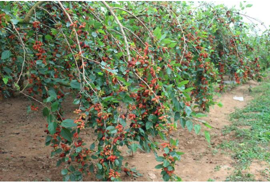 Hình 4: Vườn dâu tằm