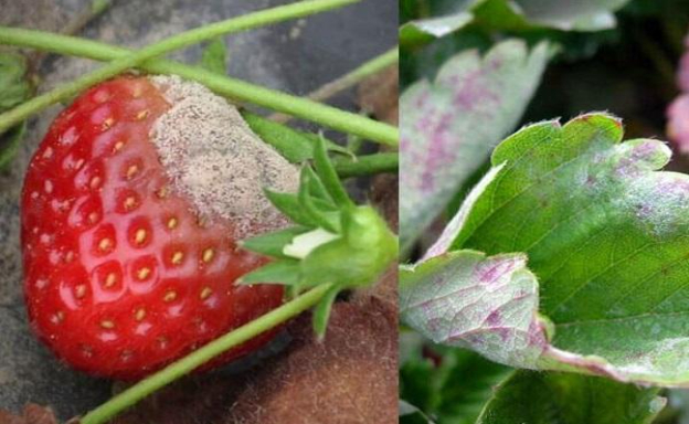 Hình 2. Dấu hiệu bệnh phấn trắng trên quả và lá dâu tây