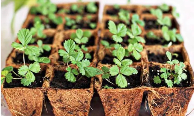 Hình 4. Chọn giống