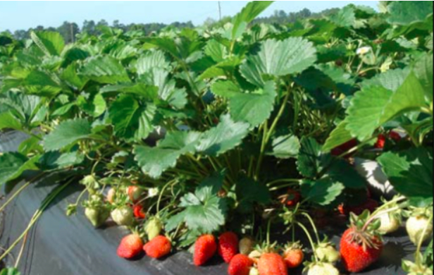 Hình 5. Canh tác hợp lý