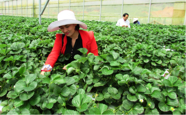 Hình 6. Thăm ruộng kiểm dịch