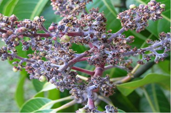 Hình 2. Triệu chứng bệnh phấn trắng ở cây xoài