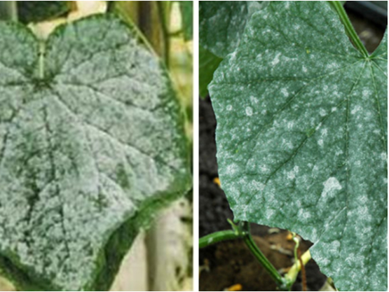 Hình 3. Điều kiện bệnh hại phát triển