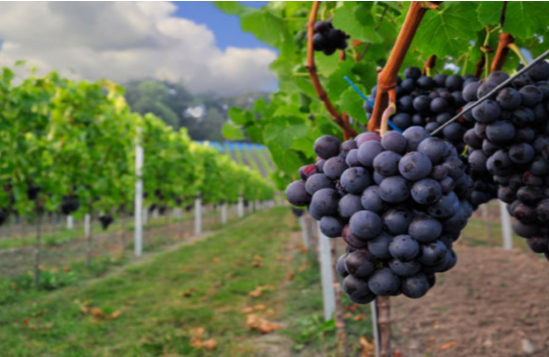 Hình 4. Tạo độ thoáng cho vườn nho