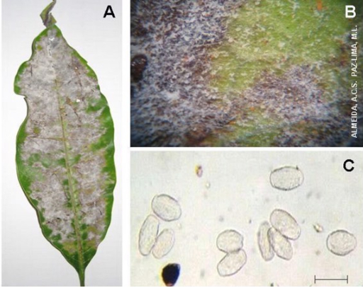 Hình 2. Hình ảnh nấm gây bệnh phấn trắng