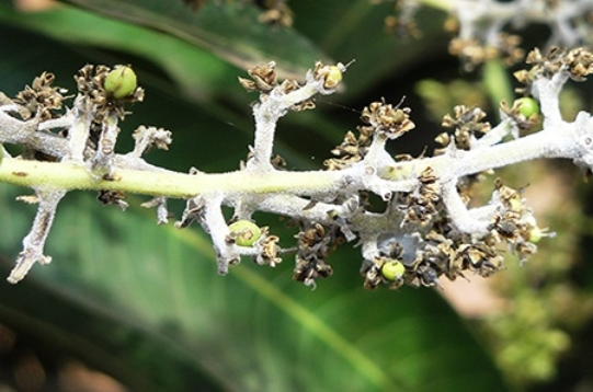 Hình 3. Phấn trắng trên chồi non