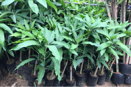 Hình 4. Chọn giống xoài