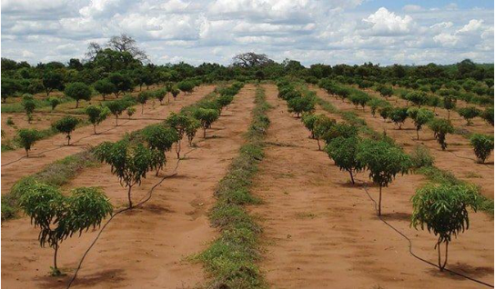 Hình 5. Chăm sóc thường xuyên