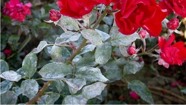 Hình 3. Hoa hồng bị bệnh phấn trắng