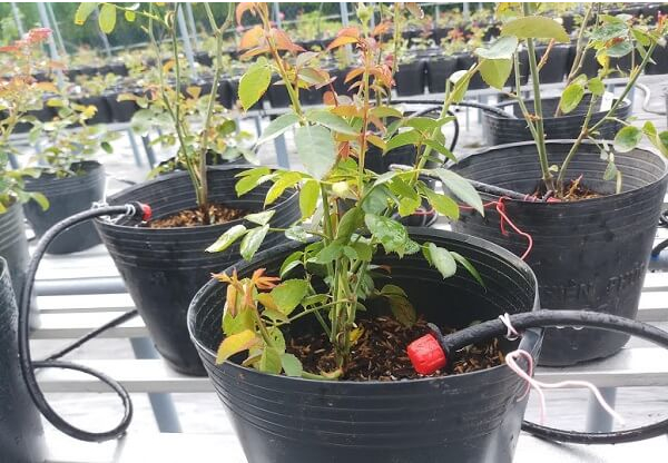 Hình 4. Chăm sóc hợp lý