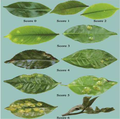 Hình 2: Các giai đoạn bệnh phồng lá chè