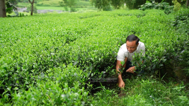 Hình 4: Vệ sinh, làm cỏ dại cho nương chè