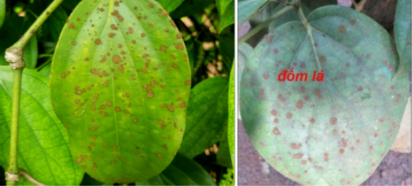 Hình 1: Bệnh đốm lá tảo đỏ xuất hiện trên tiêu Sẻ (hình trái), tiêu Srilanka (hình phải)