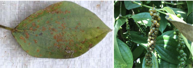 Hình 2: Vết bệnh trên lá và hạt