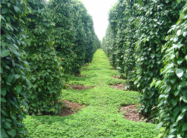 Hình 4: Vườn hồ tiêu canh tác hợp lý