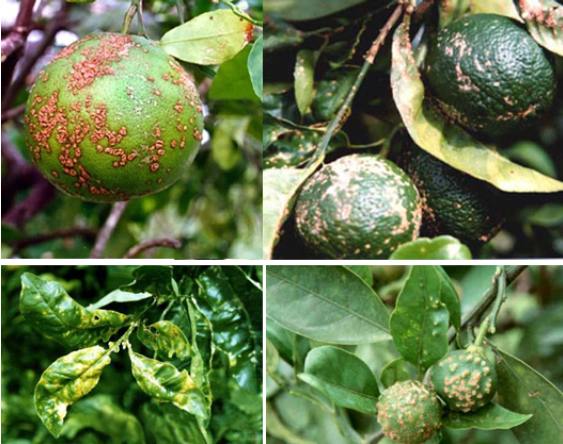 Hình 1: Bệnh sẹo trên cây ăn quả có múi