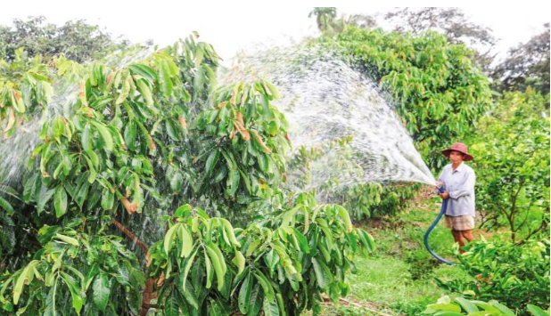 Hình 5: Chăm sóc cây ăn quả