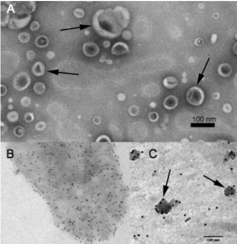 Hình 2. Nấm Xanthomonas campestris pv. Malvacearum dưới kính hiển vi