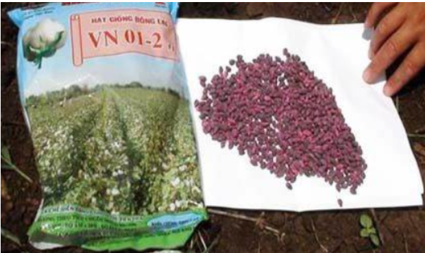 Hình 3. Chọn giống