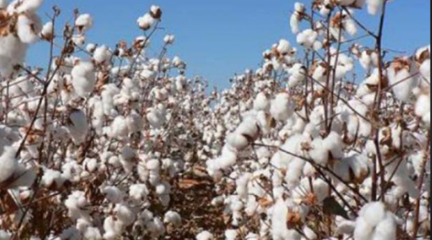 Hình 4. Canh tác hợp lý