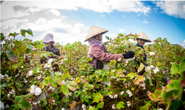 Hình 5. Thăm ruộng kiểm dịch 