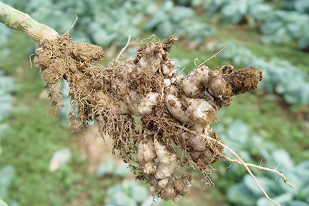 Hình 1. Bệnh sưng rễ bắp cải