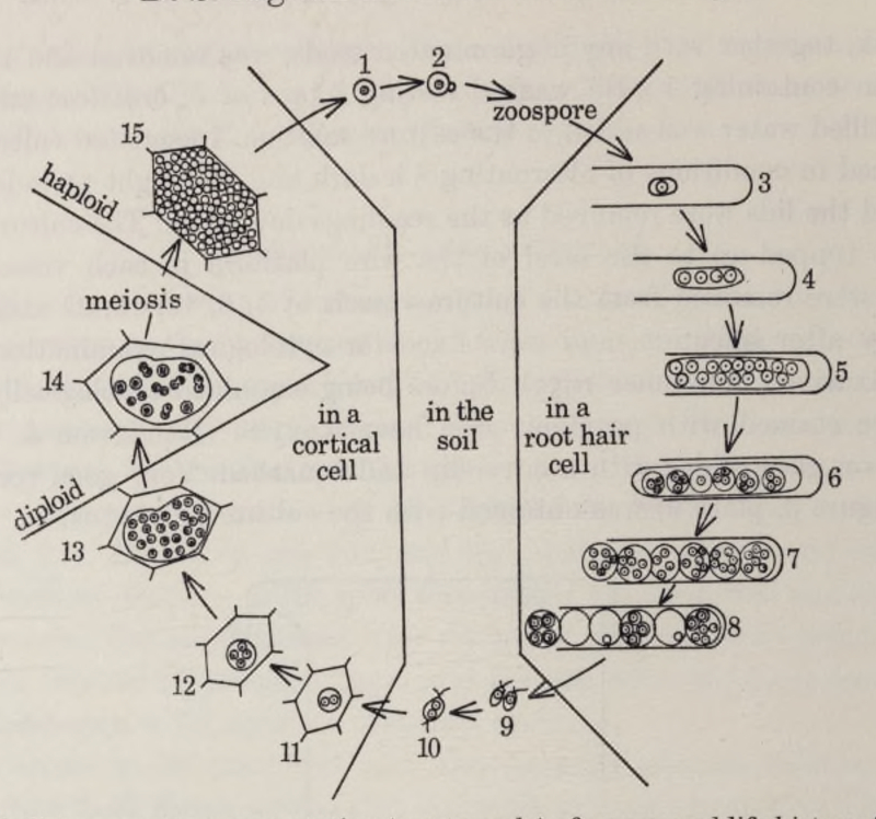 Hình 2. Nấm gây bệnh