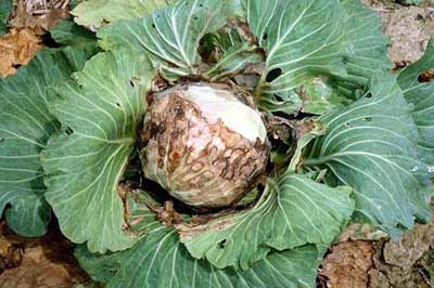 Hình 3. Biểu hiện bệnh sưng rễ trên lá bắp cải