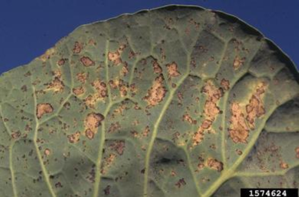 Hình 1. Hình ảnh nấm bệnh Peronospora Parasitica