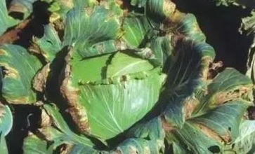 Hình 2. Triệu chứng bệnh sương mai 