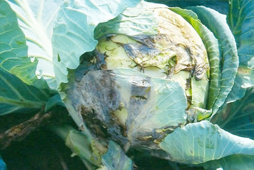 Hình 3. Chất lượng bắp cải bị ảnh hưởng nặng nề