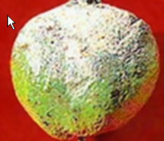 Hình 2: Triệu chứng của bệnh sương mai trên quả ổi