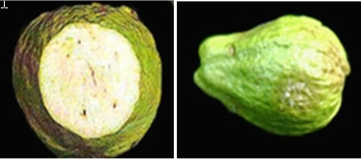 Hình 3: Hậu quả mà bệnh sương mai để lại trên quả ổi