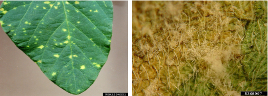 Hình 2. Dấu hiệu bệnh sương mai trên lá đậu tương