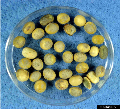 Hình 3. Hạt đậu tương bị nhiễm nấm bệnh