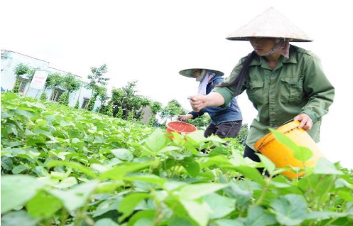 Hình 6. Canh tác, chăm sóc hợp lý