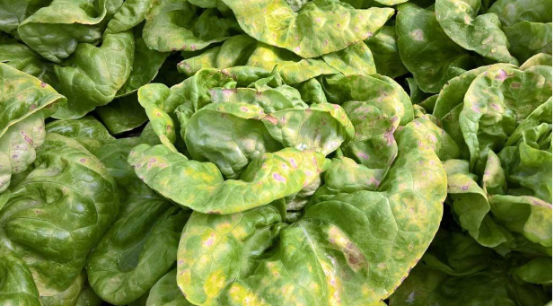 Hình 1. Bệnh sương mai rau diếp xà lách