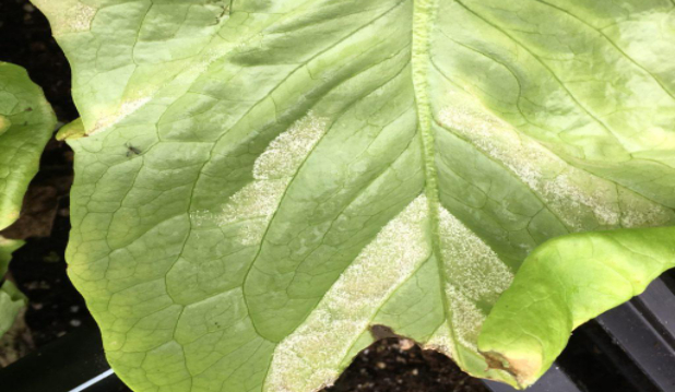 Hình 2. Lớp mốc trắng xám bên dưới lá